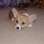 Roxy of West Virginia