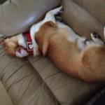 Sunday Afternoon Corgi Snoozaroo: Sam!