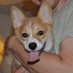 Moriarty and Winston: A Tail of Two Corgis (Without Tails)
