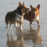 Preview Cam: Max and Rosie!