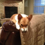 Dixie, Aggie, Hopper and Madison: The Texas Fab Four!