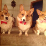 It’s Bow Tie Tuesday!