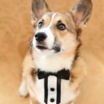 Bow Tie Brigade!