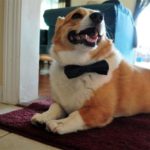 Dapper Corgi is the DAPPER-est!