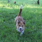 Thursday Adoptables: Brother and Sissy — The Tails of Two Corgis!