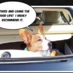 DERP’in For Dollars with CorgiPals!