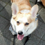 2013 Corgi Walk In The Pearl!