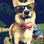 Hipster Corgi … he’s doing it right!