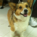 Thursday Adoptables: Holly’s Pups!