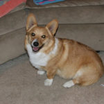 A CorgiPals Hit Parade!