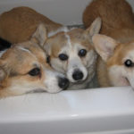 Rub-a-Dub-Dub, 3 Corgis In A Tub!