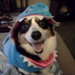 Shark Week, Corgi Style: Ollie!