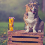 Back to School With Pippa and Petals!