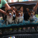 Saturday Smilers: Eli, Bentley and Milo!