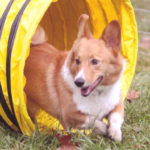 Good news update: Rosie Corgian’s son Titan!