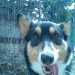 Catching Up with CorgiPals