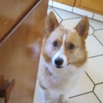 Gimme Shelter: Six Reasons To Show Some Love!