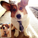 Catching Up with CorgiPals