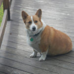 Catching Up with CorgiPals