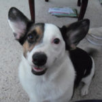 Wayback Week: Bandit, Hoagie, Porter and Frankie