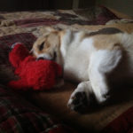Sunday Snoozaroo: Bandit & Buddy