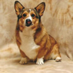 Benny Corgipants: In His Mom’s Own Words