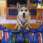 Gator: Twelve Years Old and Rocking Agility!