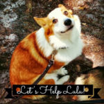 Catching Up with CorgiPals