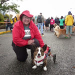 Oliver On Wheels, Fastest Corgi In the 5K!