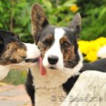 Cardi Cam: Paula and Kariad of Germany