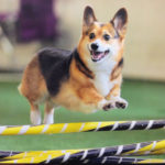 Simon: Shelter Dog to Agility Ace!