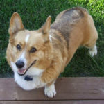 Wayback Week: Sparky of Kibble Dance Fame (and more!)