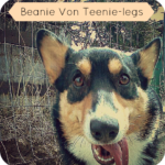 Catching Up with CorgiPals