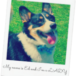 Catching Up with CorgiPals