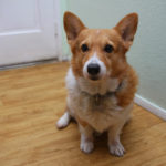 Catching Up with CorgiPals