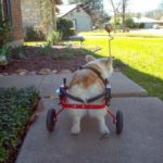 The Daily Corgi: (Not) Lost In Translation