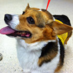 Thursday Adoptables: How CC Got Her Groove Back
