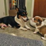 Corgi Connection Has Puppy Lift-off!