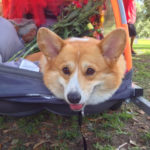 Gracie Lou Bunnybutt: Duck Poop, Squirrels and Rolling for Charity!