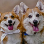 Griffin and Pebbles Pembroke: Twice as Nice!