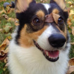 Saturday Smiler: Kipper!