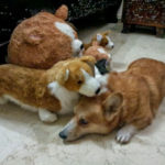 Corgi Huddle: Kroket and Crew