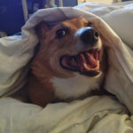 Rise and Shine #Corgi Nation!