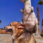 Corgisaurus Spotting