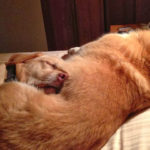 Good Night #Corgi Nation!