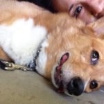 Saturday Smiler: Rosie Corgian of California