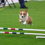 For The Love of the Game: Dog Agility