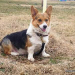 Thursday Adoptables: BeBe Queen of Kansas
