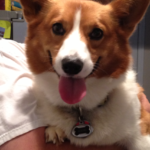 Saturday Smiler: Ducky the Rescued Corgi!