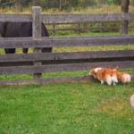 Fergus and Lilly of Vermont